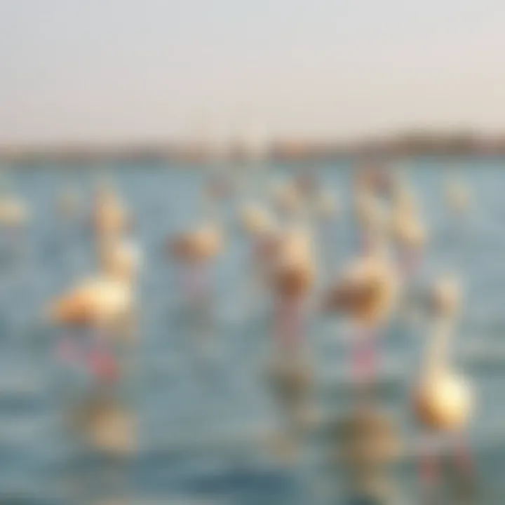 Flamingos gracefully wading in the waters of Ras Al Khor.