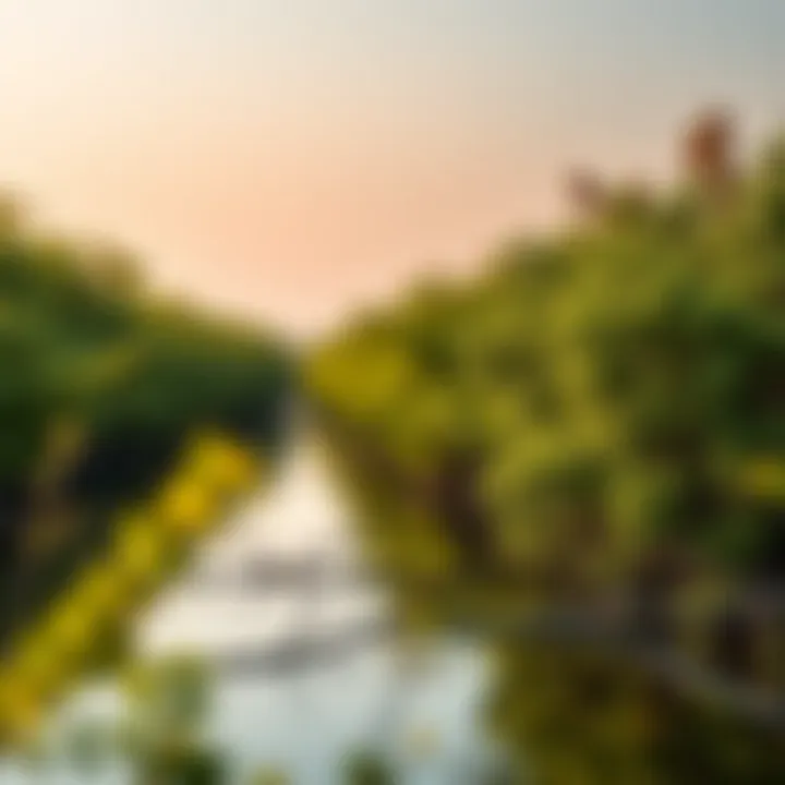 The lush mangroves of Ras Al Khor, highlighting ecological diversity.