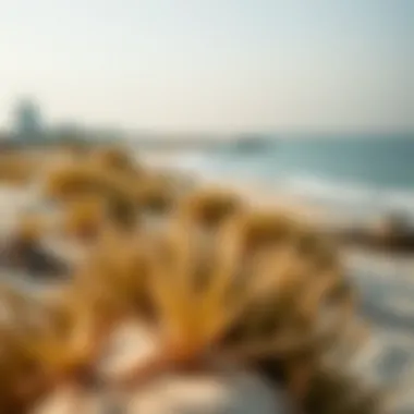 Ecological Richness of Silver Sands Ecological diversity along the sandy shores